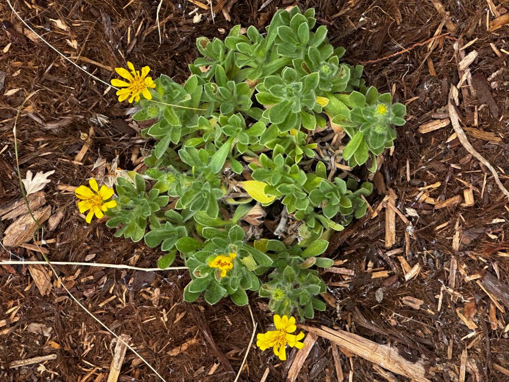 San Bruno mountain golden aster 