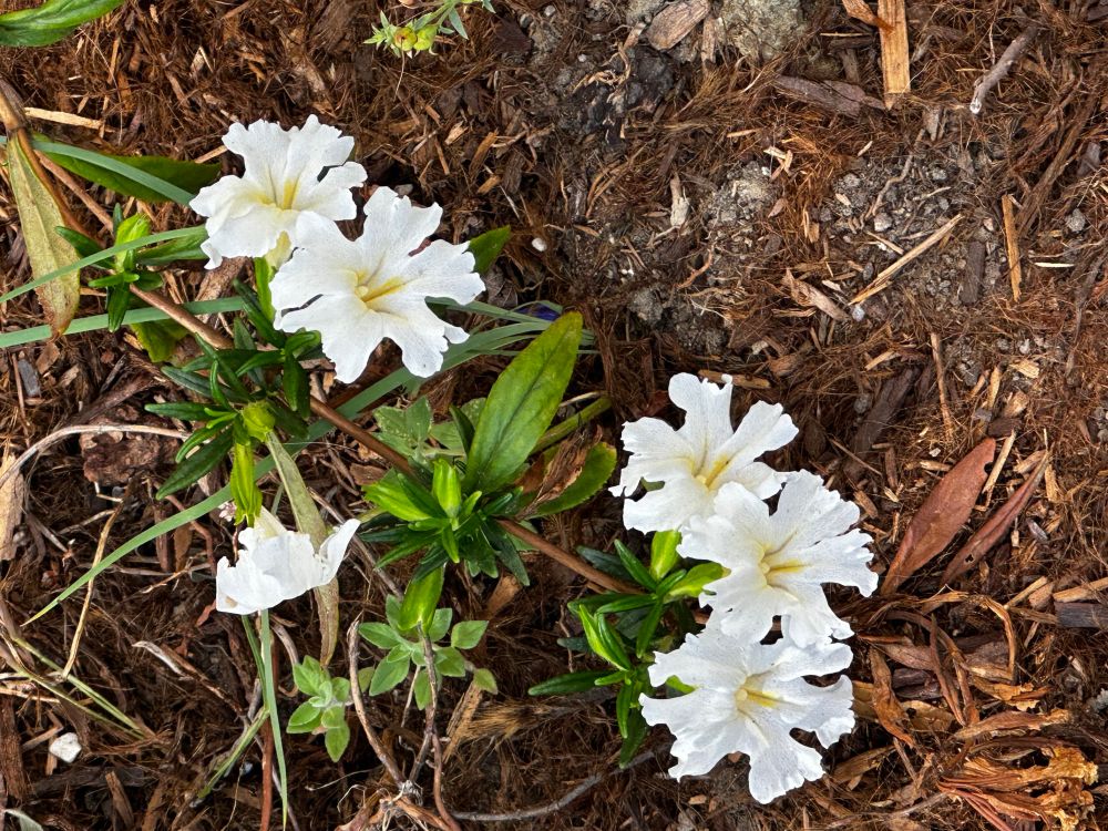 White monkeyflower