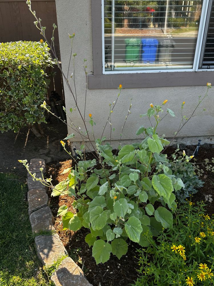 The Palmer’s Indian mallow is growing like a teenager. Gonna need to cut it back pretty vigorously in fall.