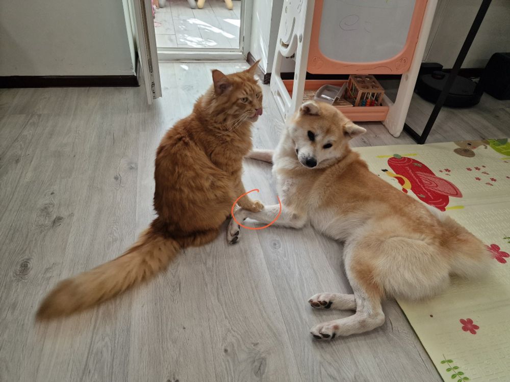 A big ginger cat and an akita-inu dog. The dog is lying on the floor, and the cat is sitting close to the dog. Cats paw is touching dogs paw - almost like they are holding hands.