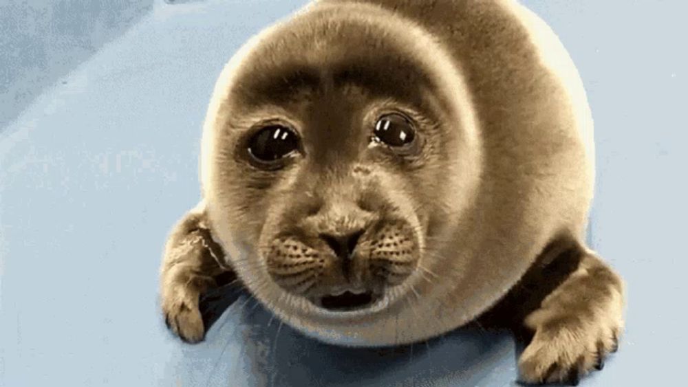 a baby seal laying on a blue surface