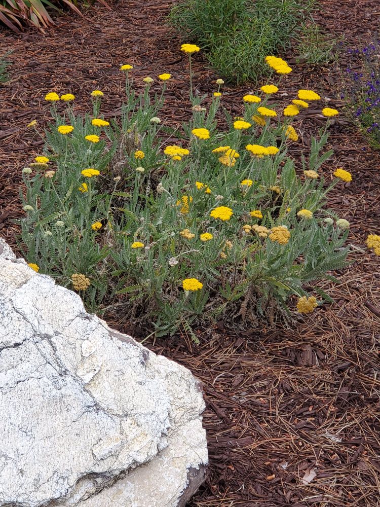 Golden Yarrow cluster growing next to a rock