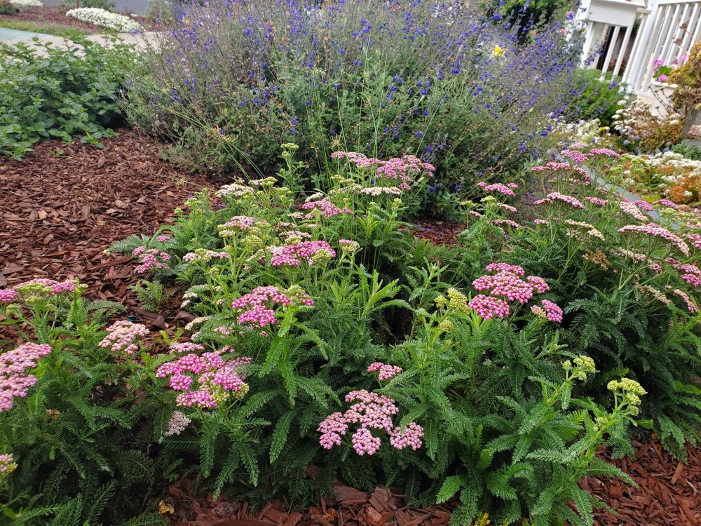 Yarrow, sage, and ceanothus growing in a native garden