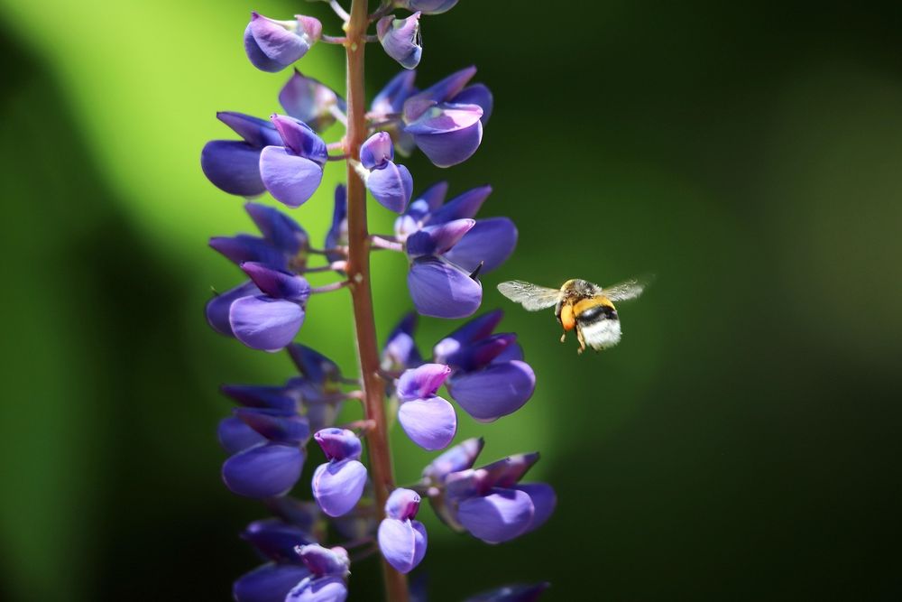 Honeybee approaching a lupine stalk. Background is blurred.