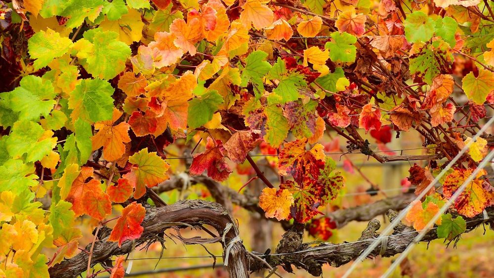 California Grape being trained on a wire fence in autumn, with leaves changing color