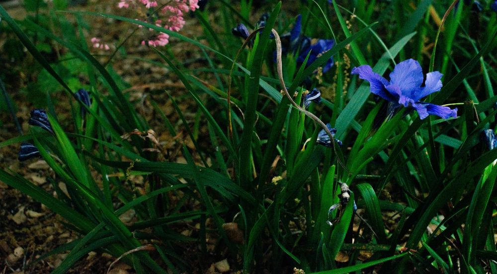 Douglas Iris Growing At The Santa Barbara Botanic Gardens