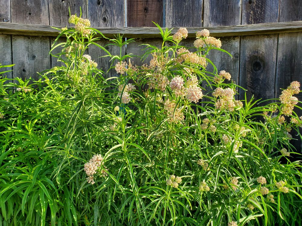 Narrowleaf Milkweed along a fence in bloom