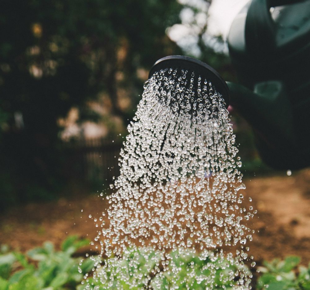 Plants being watered from watering can