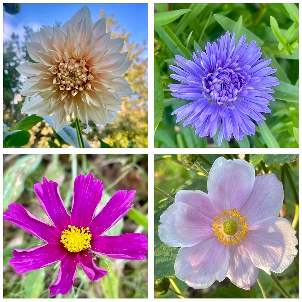 Collage photo of a cream coloured dahlia, bright blue aster, shocking pink cosmos and a light pink dahlia all enjoying the prolonged sunny weather in the garden.