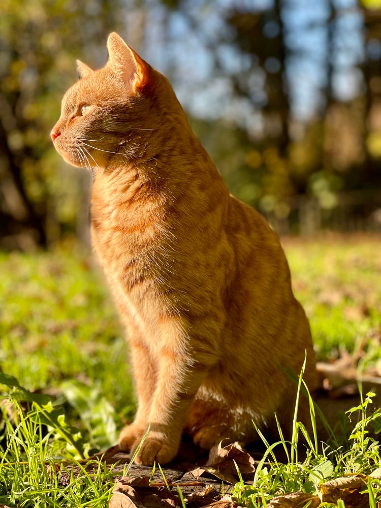 Ginger cat sitting in the grass with his face to the sun. Out of focus trees in the background.