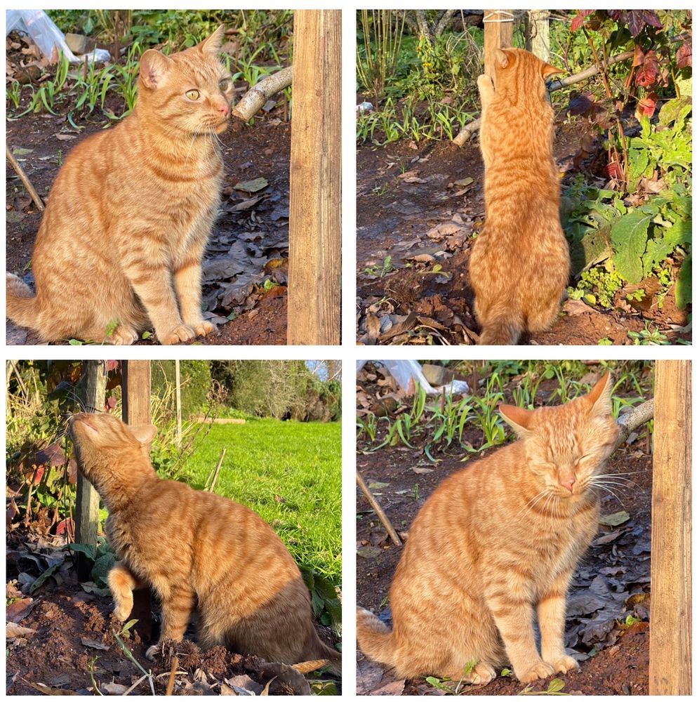 Collage pictures of a ginger cat sitting in the muddy remains of a vegetable garden. 
He is meant to be helping but has only managed to rub his head on the end of a wooden frame and check it’s still standing by scratching his claws on it. 
Mud, grass and possibly some garlic growing in the background.