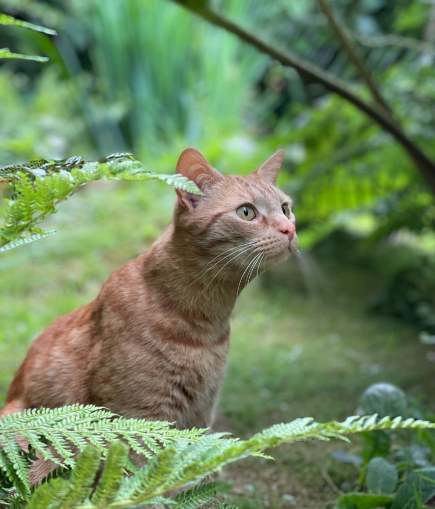 Ginger cat staring with a transfixed expression upwards. Ferns in foreground and less focused greenery in background.