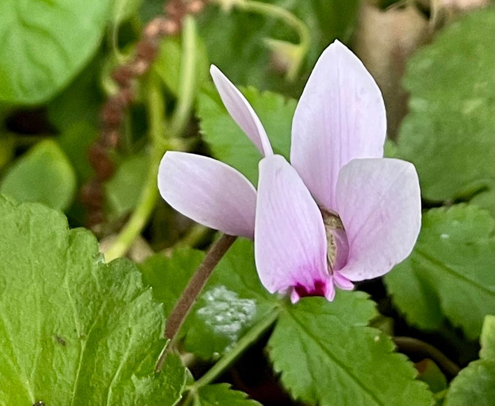 Pinky white cyclamen flowering.
