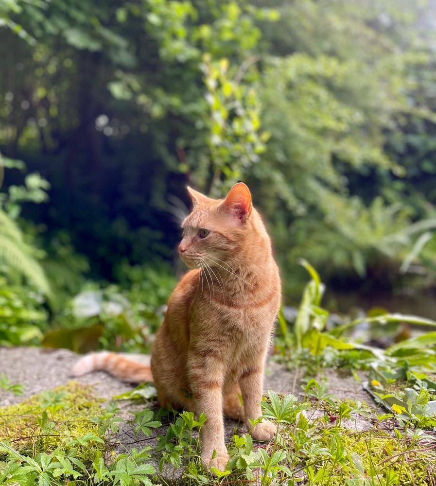 Ginger cat sitting on a mossy stone next to a pond .