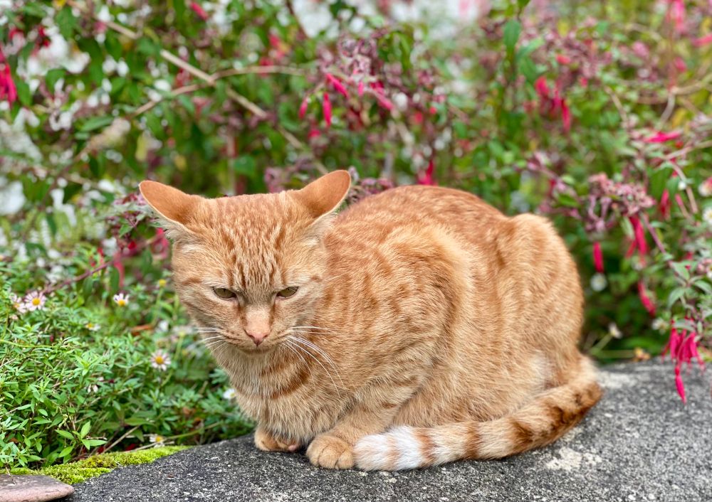 Ginger cat sitting on a garden wall staring at the ground with a dour expression. It’s not even raining. Fuschia and daisies in the background.