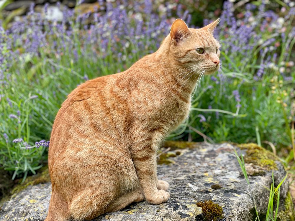 Ginger cat sitting on a mossy stone with lavender growing in the background