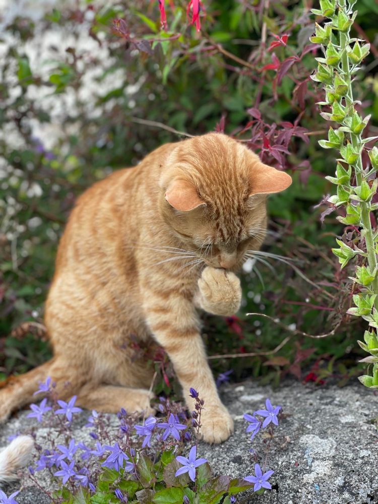 Ginger cat sitting on a wall, head down with his paw raised to his mouth (a little like The Thinker pose). Campanula flowers in foreground and fuschia in background 