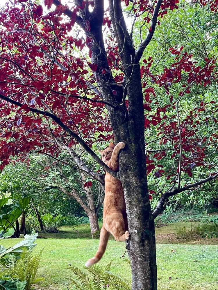 Ginger cat hanging on vertically to a tree trunk with her tongue out.