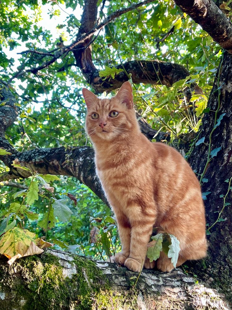 Ginger cat sitting elegantly in a tree covered in moss and icy.