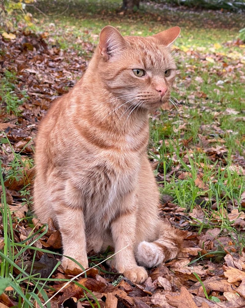 Ginger cat sitting on a pile of Autumn leaves staring into the distance with a resigned expression.