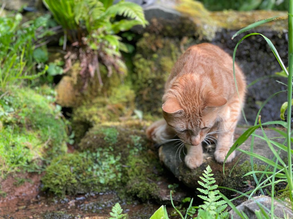 Ginger cat sitting on a mossy stone surrounded by ferns staring intently at the water trickling by.