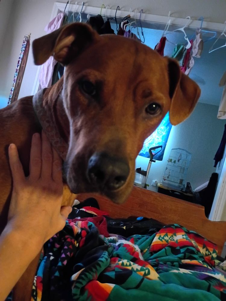 Dawson trying so hard not to lick my face.  A bego, goofy Rhodesian Ridgeback mix looks quizzically at the camera.
