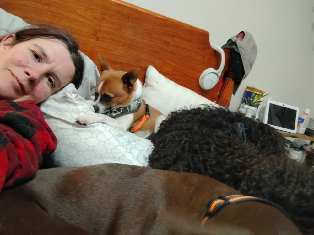 One human and 3 dogs, a Chihuahua, a sheepdog mix, and a Doberman mix lounge together on a bed