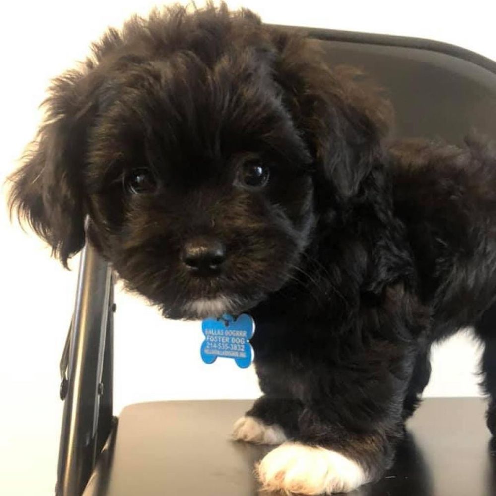 A furry angel stands on a folding chair. He has on adorable white socks and is staring directly down the lens for you the audience 