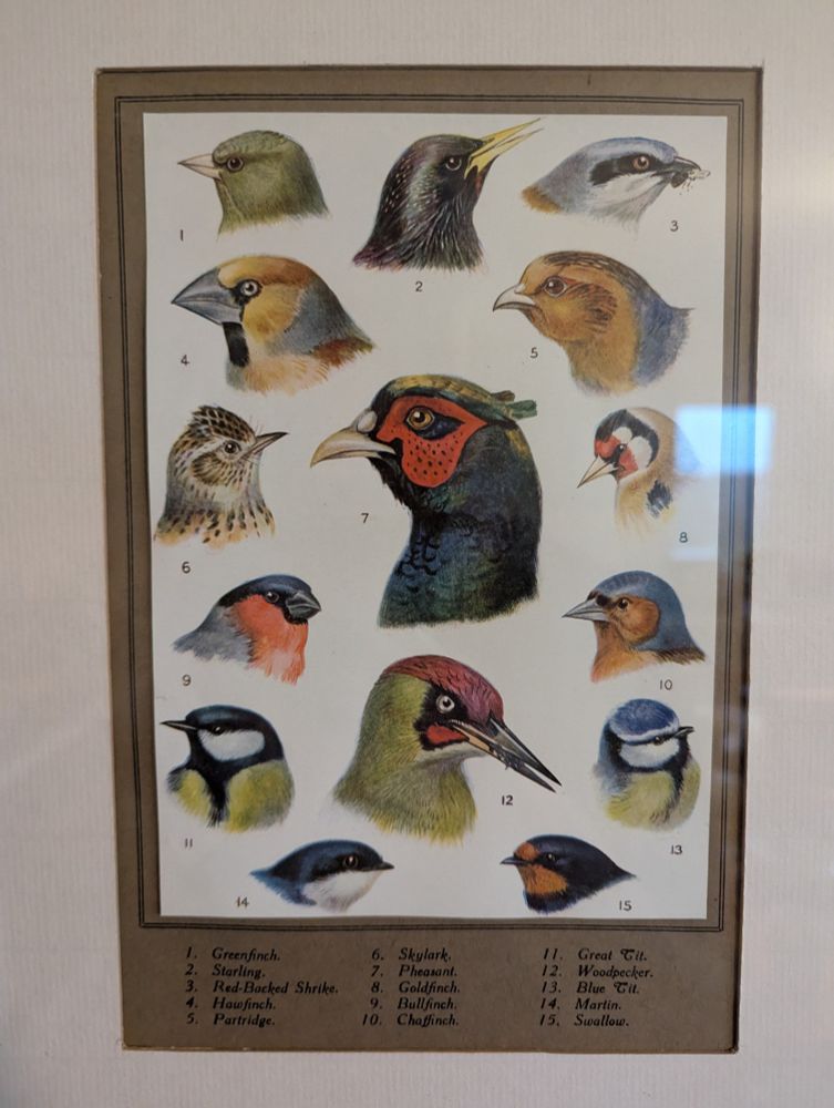 A framed picture of paintings of Birds commonly found in Britain 