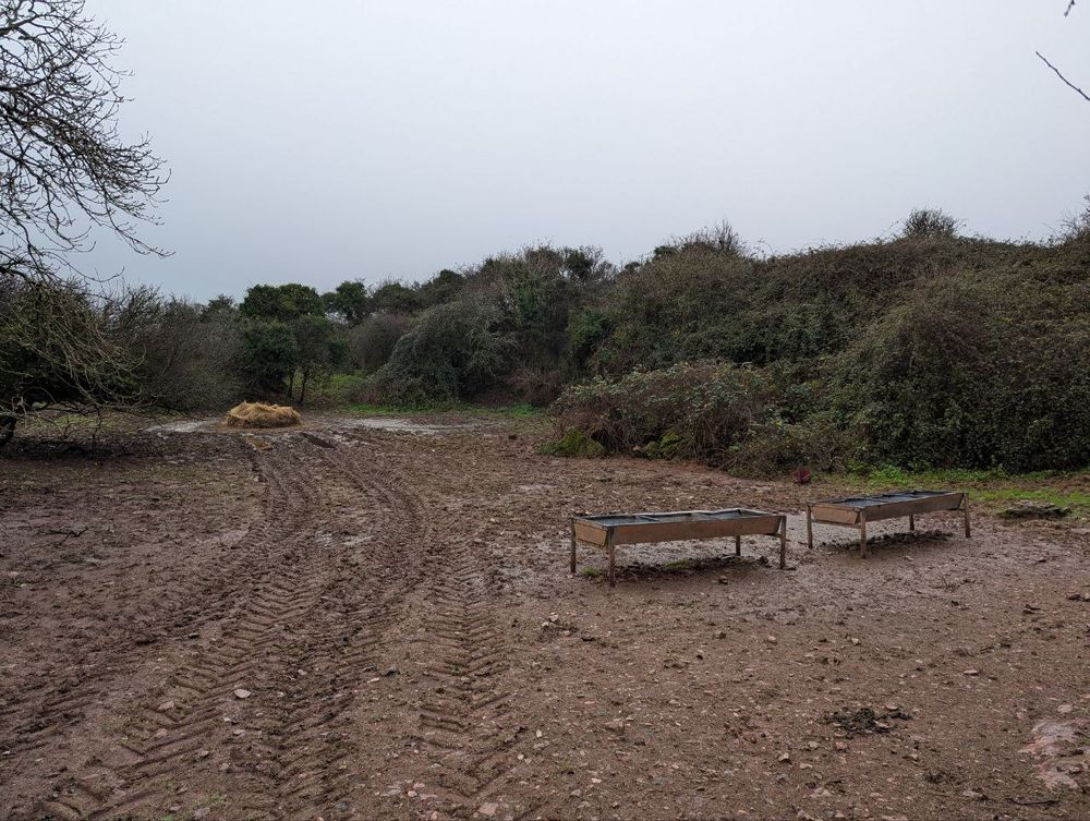 An area of muddy ground with tyre tracks visible in the soft mud. Metal feeding toughs are in the foreground, with a pile of hay in the distance. The area is surrounded by scrub and trees.