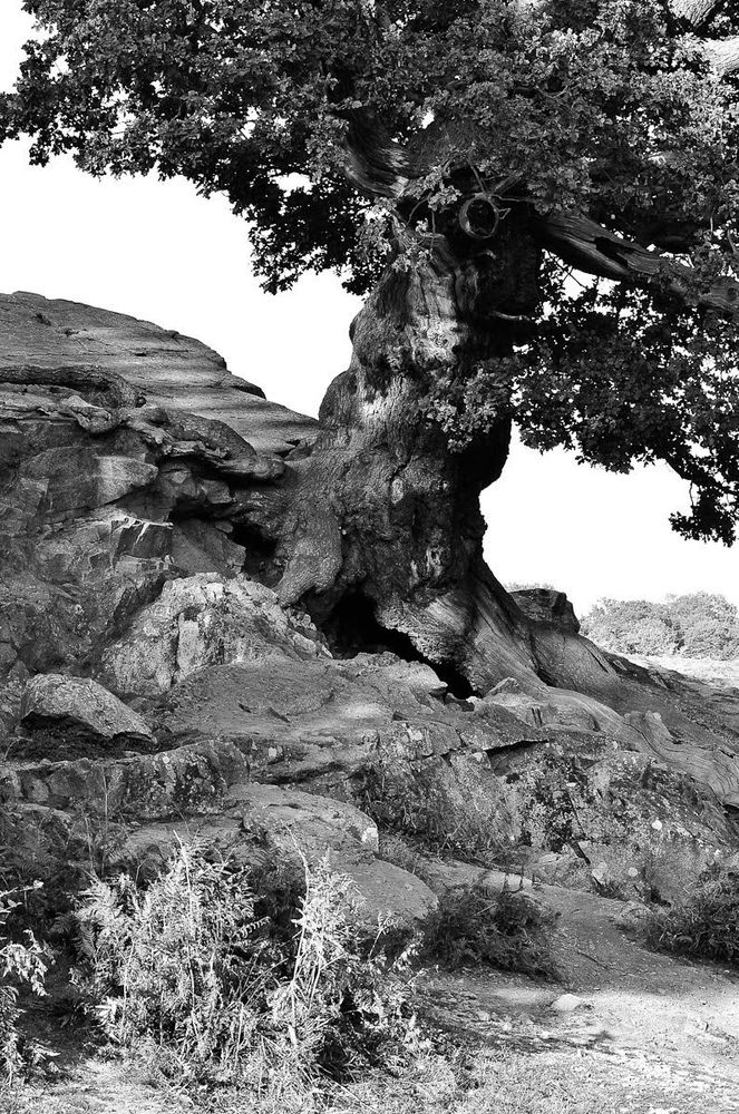 Oak and rocks, monochrome, Bradgate Park 