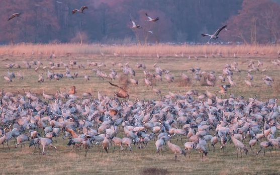Large flock of cranes gathered in a grassy field during golden hour, with some birds in flight overhead and autumn-colored vegetation in the background.
