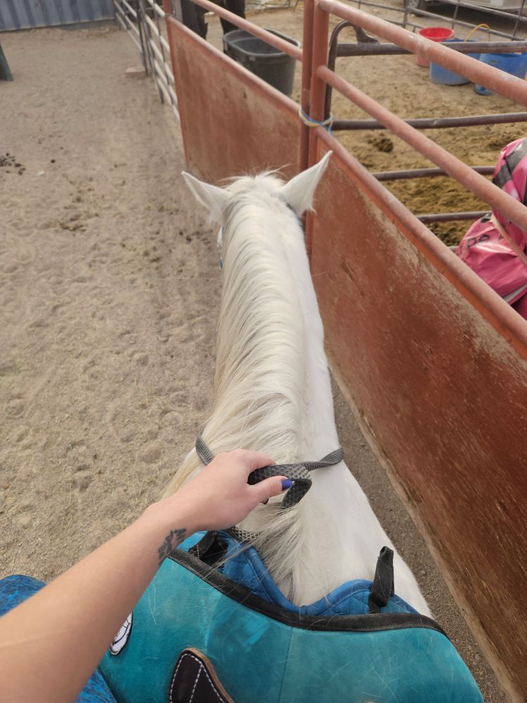 Rider's POV from atop a horse. The horse is white (grey) and wearing a teal bareback pad