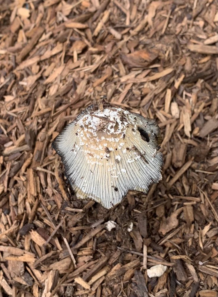 Gray and white striped mushroom with white specks and warm brown center and notched edges.