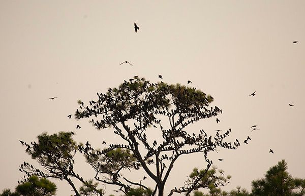 A flock of birds settles into a tall pine at Bay Back Wildlife Refuge in Virginia Beach, VA. Most of the birds, too numerous to count, have settled in rows along the tree's sparse branches, though some are still circling. The tree is part of a coastal tree line, and it has a tiered canopy made of long bare branches that splay into dense clusters of needles at the tips. The image was taken near sunset, so the trees and birds are contrasting silhouettes against a pale sky tinged with orange.