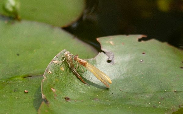 A damselfly is fully molted into its final form, wings almost completely unfurled. The damselfly's abdomen and wings are still pale yellow, but its large eyes and short thorax have darkened to a reddish-brown. Here it is perched on top of its old, translucent exoskeleton, allowing a size comparison. The abdominal segments have lengthened considerably, along with the wings.