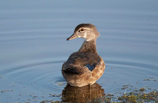 A wild duck (maybe an immature wood duck?) looks over its shoulder at the camera. The duck has mostly tan feathers with white streaks over its eye, under its chin, and under its throat, as well as a patch of bright blue wing primaries with faintly visible white edges. It has a reddish eye and a hint of a crest on the back of its head. The small duck is standing in shallow water with rings of ripples spreading out around it. Photographed at Back Bay Wildlife Refuge in Virginia Beach, VA, July 2021.