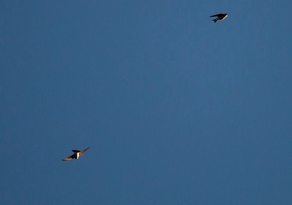 Photograph of two small birds in flight. The birds have pale feathers on their chests and abdomen, with darker feathers across their backs and wings. In this photo, one bird is captured mid-dive while the second bird is veering into a steep climb. The background sky is a deep cloudless blue, making sharp contrast against the gold-tinged sunlight reflecting off the birds.