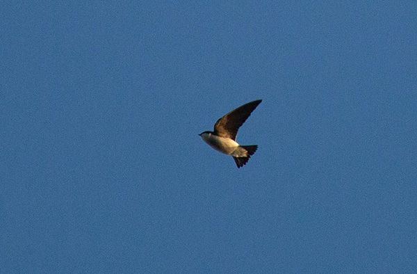 Photograph of a small bird in flight. Photographed as it flew overhead, the bird has dark primaries and tail feathers, a dark cap of feathers on its head, and pale feathers on its throat, chest, and abdomen. The background sky is deep cloudless blue, and the late afternoon sunshine, reflected off the bird's pale feathers, is tinged with yellow.