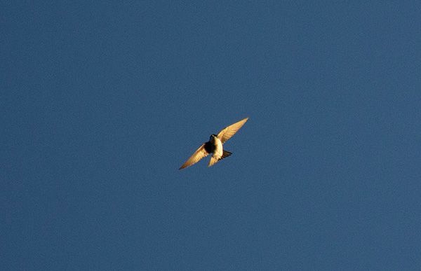 Photograph of a small bird in flight. The bird has pale feathers on its chest and abdomen, with darker feathers across its back and wings. In this photo, the bird's wings and tail feathers are spread wide and flat as if for gliding. The background sky is a deep cloudless blue, making sharp contrast against the gold-tinged sunlight reflecting off the bird.