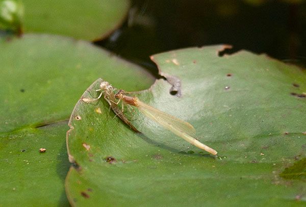 A pale yellow damselfly is perched on the edge of a round, waxy green waterlily leaf. The damselfly is standing over its discarded nymph exoskeleton. Its thin, still-elongating abdomen is now longer than its wings. Its head and thorax are reddish brown, and its wings are beginning to darken on their front edges. The translucent exoskeleton looks far, far, far too small to have contained so much eye and wing and abdomen.