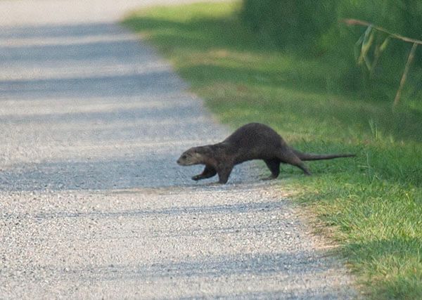 Photograph of an otter mid-stride, beginning to galumph across a gravel path at Back Bay Wildlife Refuge. The otter has a long muzzle; short ears; a long, limber back; dense, sleek hair; short legs; and a long tail. The gravel path is bordered by mown grass and a tall verge of reeds. The reeds are casting long shadows across the path.