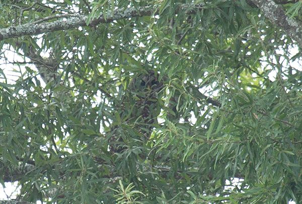 Photo of an owl perched on a high branch in a tree. A thick screen of leaves obscures much of the owl, but its eyes are visible, looking into the lens. I didn't see the owl, as I was taking this photo, but I'm guessing that it saw me. The owl's feathers are shades of gray and brown, mostly mottled-looking but with striping around its face.
