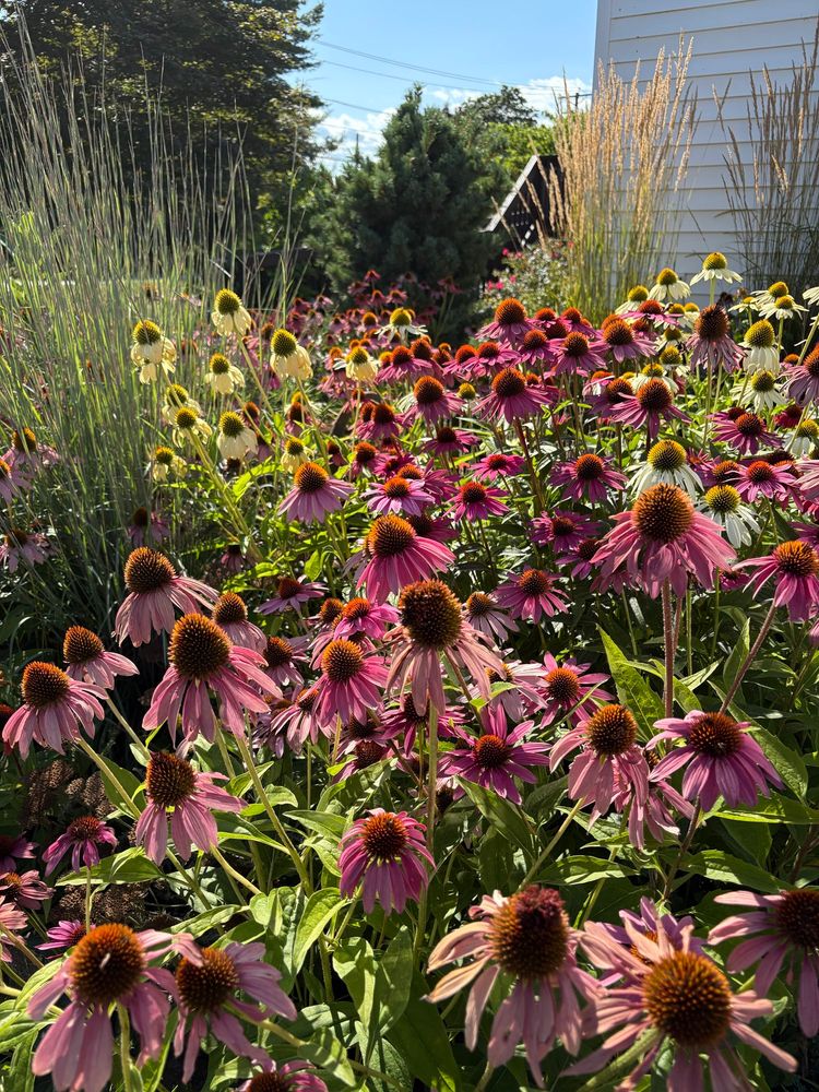 Echinacea.  