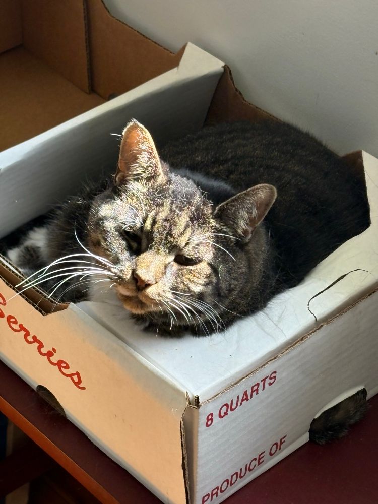 Cat in a fruit box. 
