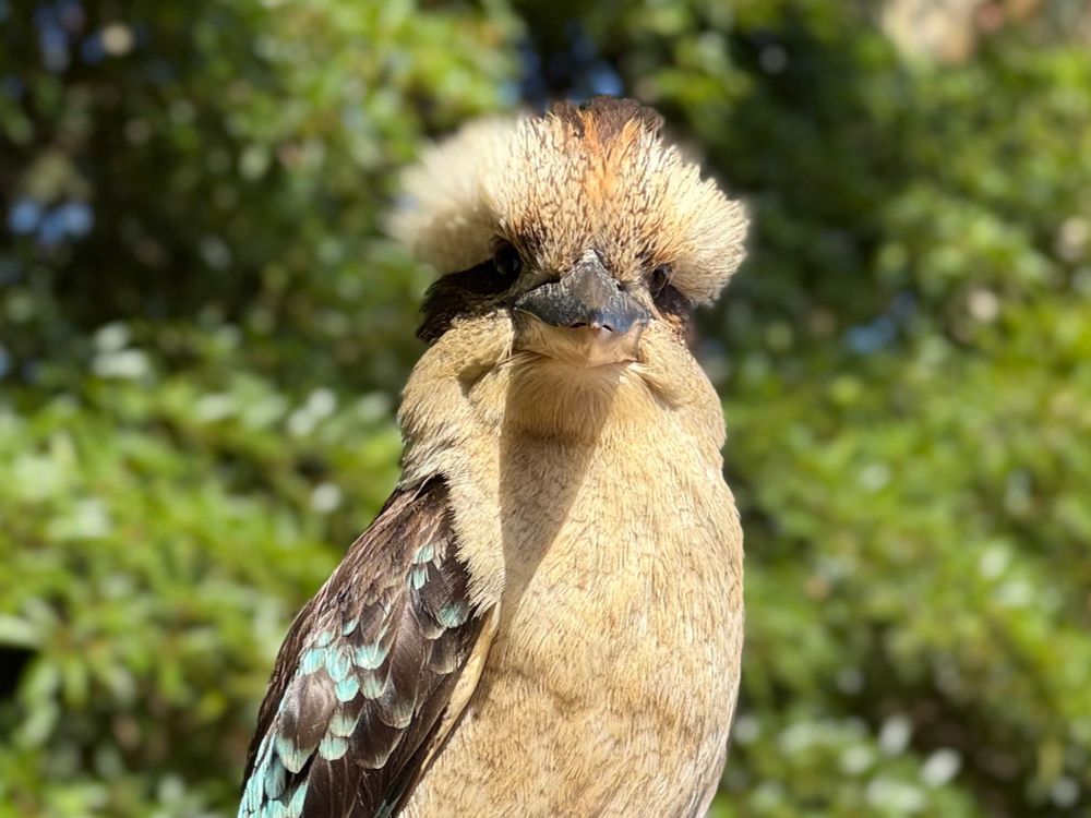 Kookaburra siting on an old deck rail. Cream plumage with dark wings and striking iridescent blue flecks. This time he / she is looking directly at the camera 