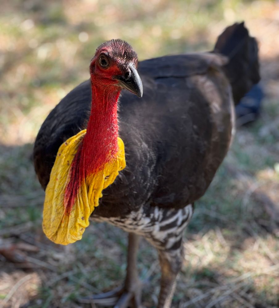 Funny-looking bird which looks like it is wearing a life jacket from and air-safety video and a badly chafed neck. 
