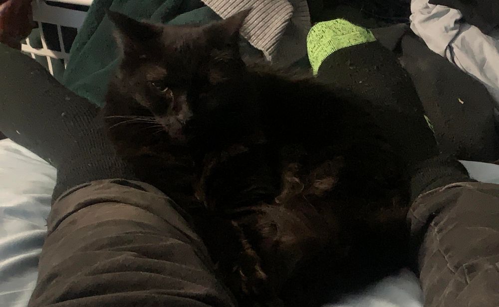 Voidcat atop my besocked feet.  Mad that woken by bedside lamp.   It is dusk here but curtains are very effective.