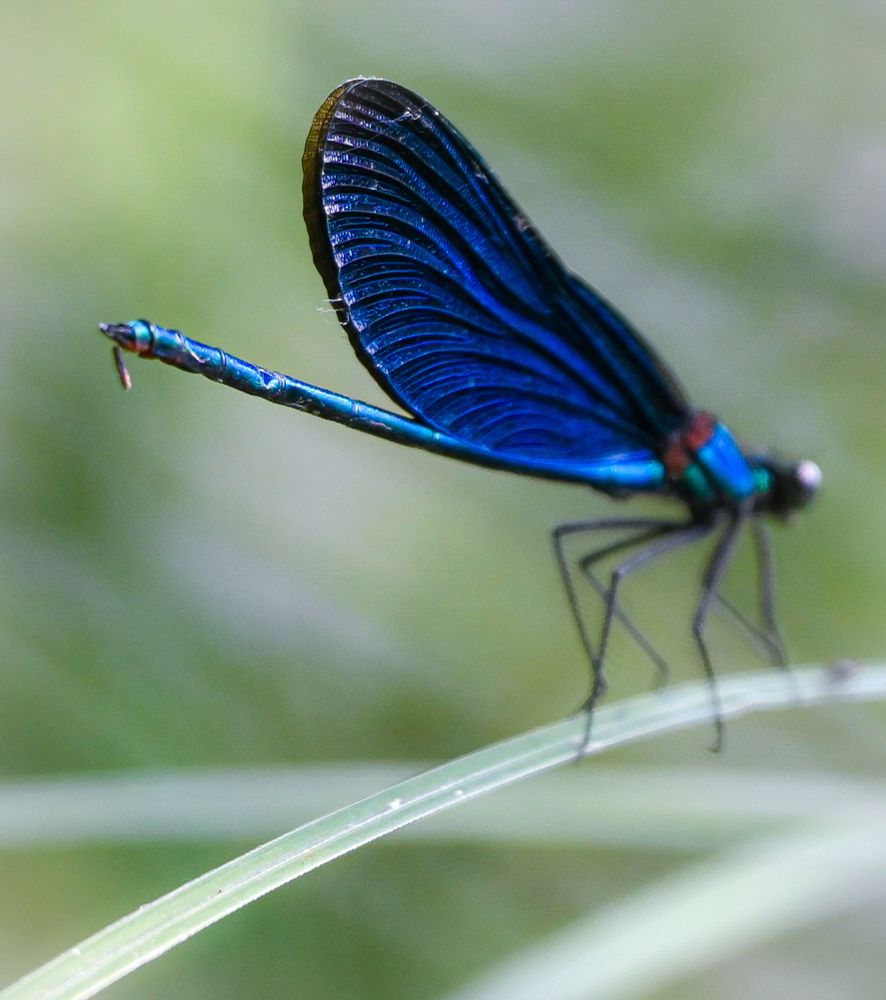 Nahaufnahme einer Libelle, die auf einem Grashalm sitzt. Der Fokus ist auf den blauen Flügel  und den hinteren Körperteil gerichtet. 