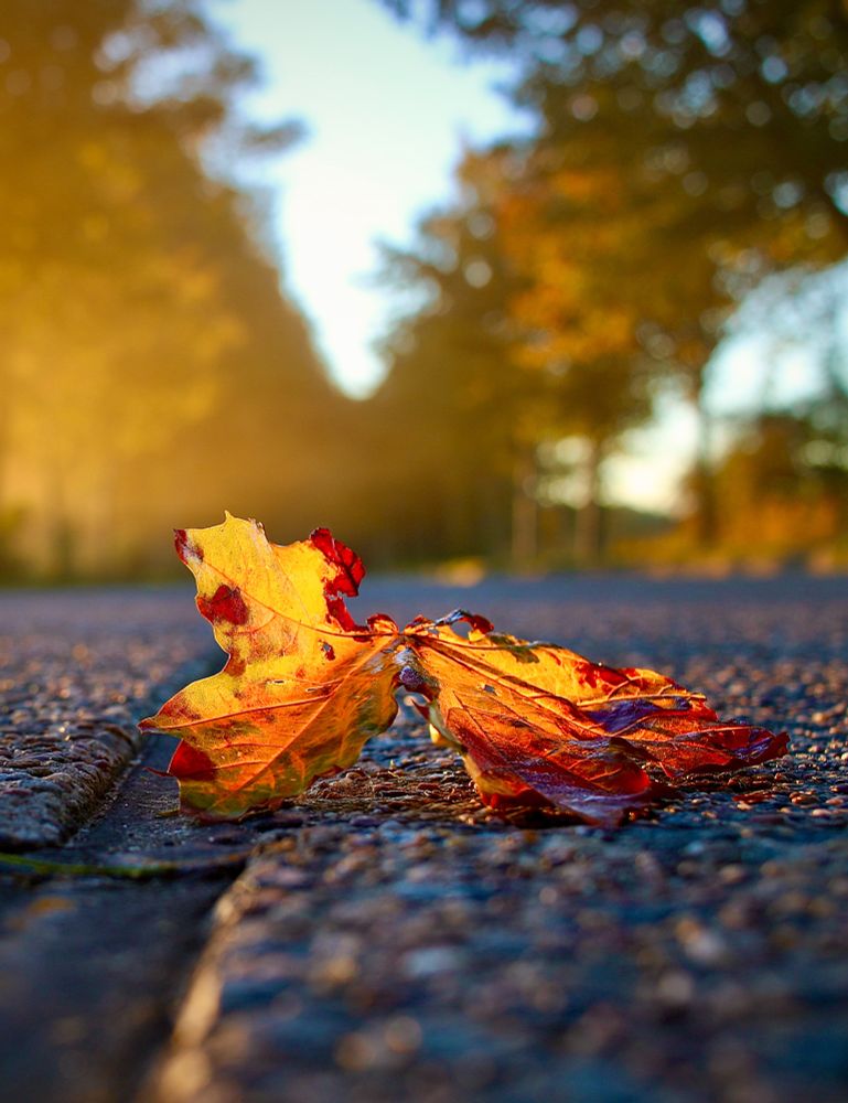 Close-up of a red and yellow leaf lying on the pavement. In the background, an avenue of trees in autumn colors.